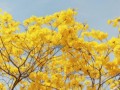 深圳哪里看花海的地方，深圳有哪些地方可以看花海