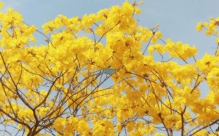 深圳哪里看花海的地方，深圳有哪些地方可以看花海