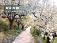 平谷看梨花的地方，平谷看梨花的地方叫什么