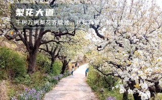 平谷看梨花的地方，平谷看梨花的地方叫什么