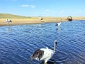 齐齐哈尔的旅游景点有哪些地方好玩 - 齐齐哈尔的旅游景点有哪些地方好玩儿