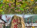 桃花岛旅游景点攻略大全（桃花岛旅游景点攻略大全图片）