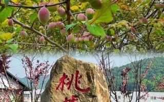 桃花岛旅游景点攻略大全（桃花岛旅游景点攻略大全图片）