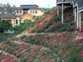 深圳有哪些地方可以看花海 - 深圳看花的地方在哪里2021