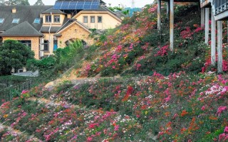深圳有哪些地方可以看花海 - 深圳看花的地方在哪里2021