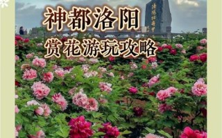 洛阳牡丹旅游攻略大全 - 洛阳牡丹旅游攻略大全图片