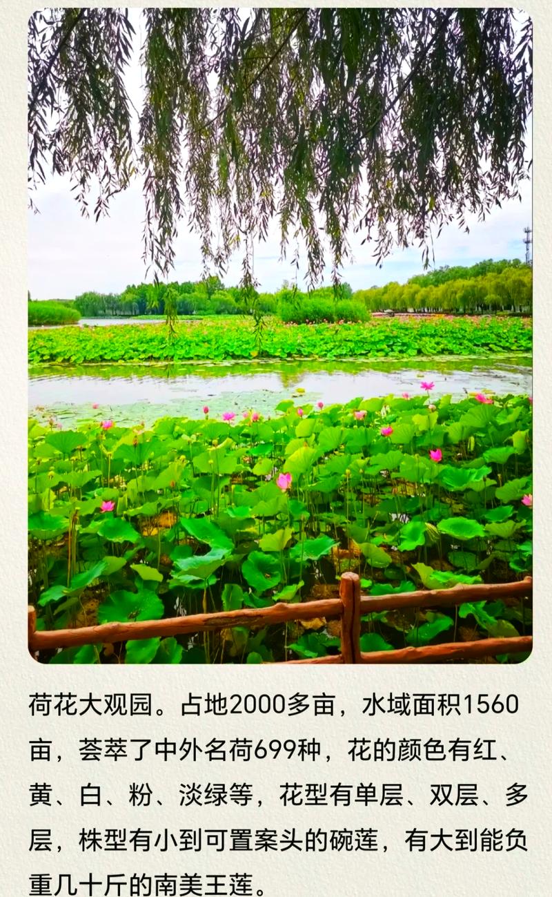 白洋淀旅游攻略，白洋淀旅游攻略两日游-第1张图片