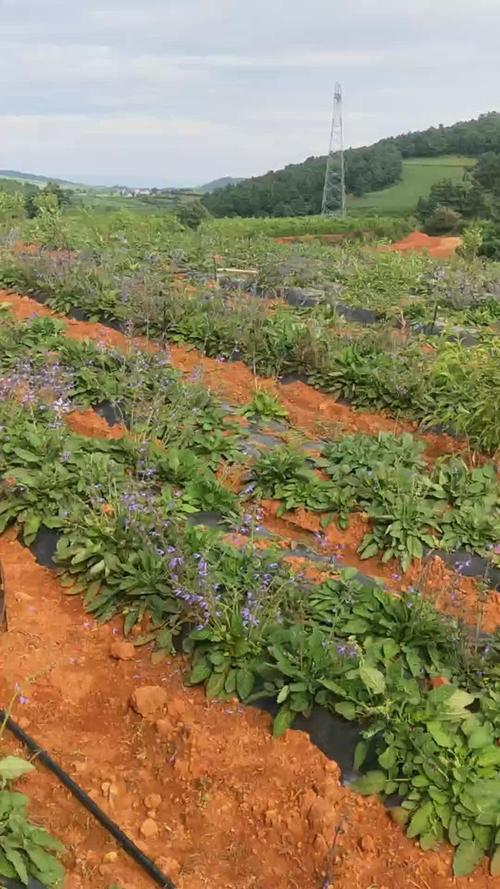 宾川天气(宾川天气预报24小时几点下雨)-第4张图片 宾川天气(宾川天气预报24小时几点下雨)-第4张图片
