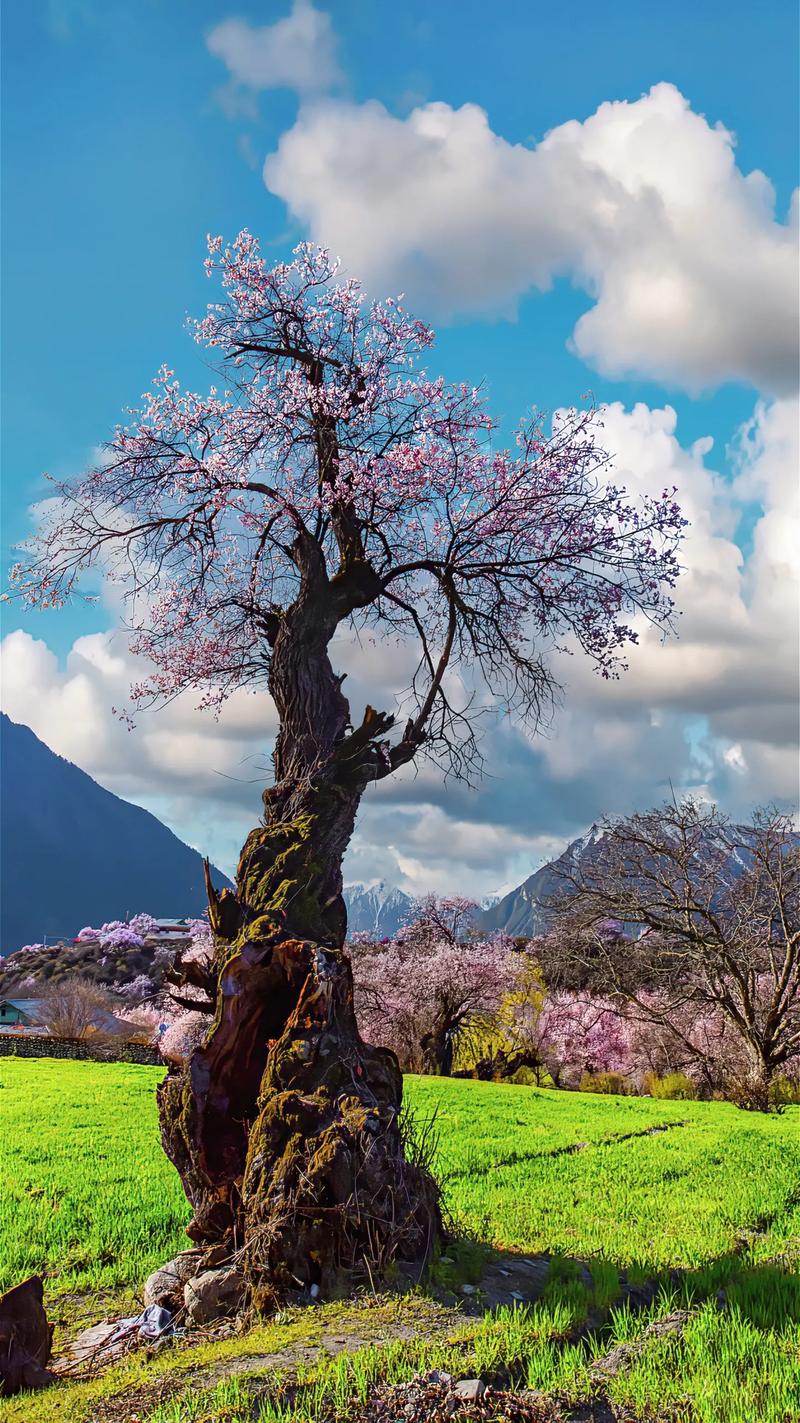 林芝旅游景点有哪些景点介绍,林芝旅游必去景点-第1张图片 林芝旅游景点有哪些景点介绍,林芝旅游必去景点-第1张图片