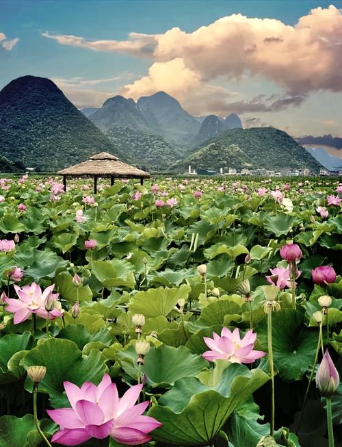 普者黑最佳旅游时间是几月份,2月份普者黑适合旅游吗-第1张图片 普者黑最佳旅游时间是几月份,2月份普者黑适合旅游吗-第1张图片
