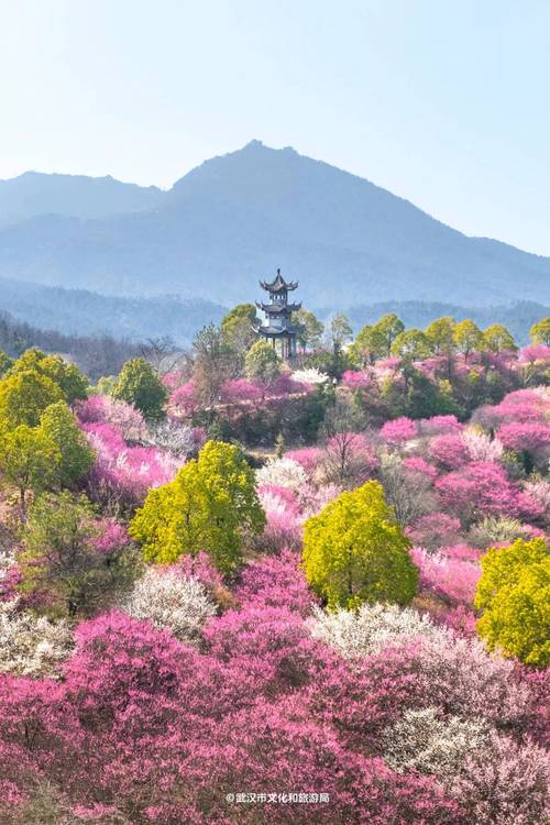 武汉2020旅游哪些景点免费(武汉游玩免费景点)-第4张图片 武汉2020旅游哪些景点免费(武汉游玩免费景点)-第4张图片