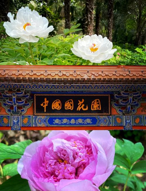 2021洛阳景点,洛阳景点排名前十-第3张图片 2021洛阳景点,洛阳景点排名前十-第3张图片