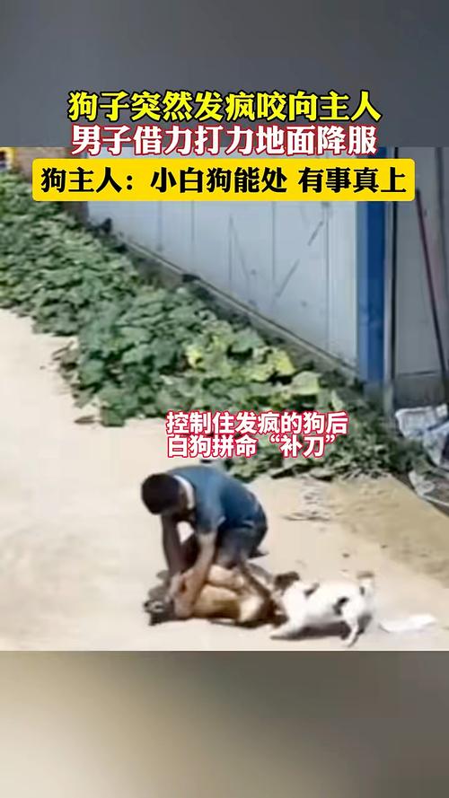 癫狗咬人会怎么样（癫狗有什么特征）-第2张图片