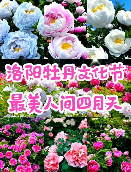 洛阳牡丹景点门票 - 洛阳牡丹景点门票费用-第4张图片 洛阳牡丹景点门票 - 洛阳牡丹景点门票费用-第4张图片