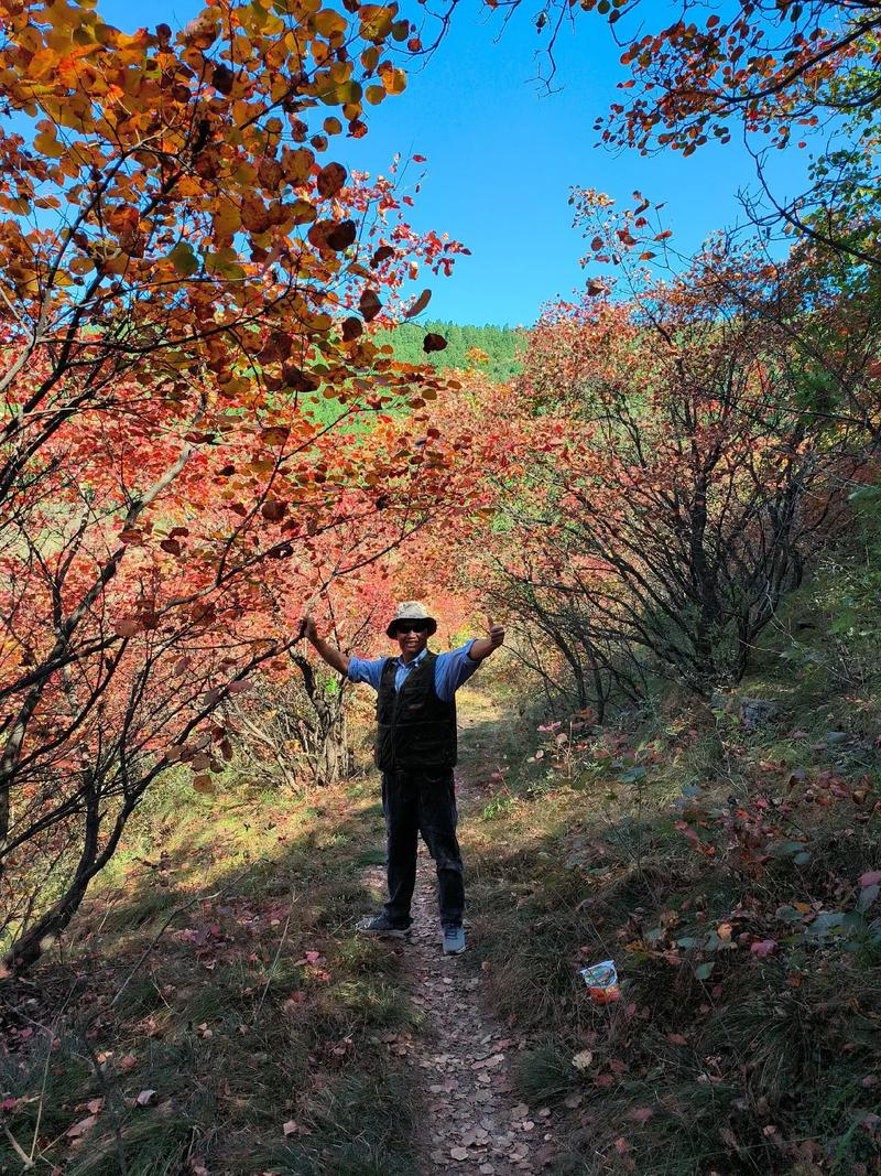红叶谷景区介绍攻略(红叶谷旅游景点)-第1张图片 红叶谷景区介绍攻略(红叶谷旅游景点)-第1张图片