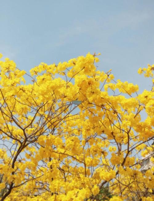 深圳哪里看花海的地方,深圳有哪些地方可以看花海-第1张图片 深圳哪里看花海的地方,深圳有哪些地方可以看花海-第1张图片