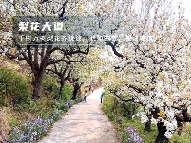 平谷看梨花的地方,平谷看梨花的地方叫什么-第1张图片 平谷看梨花的地方,平谷看梨花的地方叫什么-第1张图片