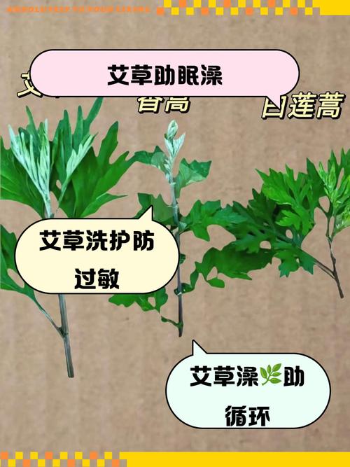 小孩可以用艾草泡澡的作用与功效 - 小孩用艾草泡澡的功效与作用及禁忌-第2张图片