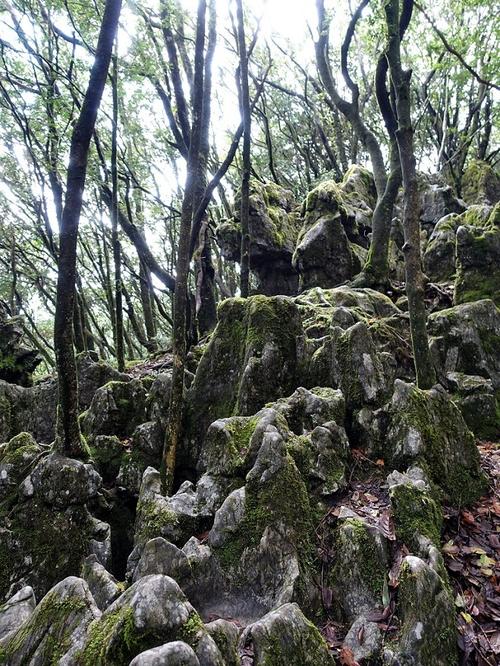 重庆金佛山景点生态石林(重庆金佛山风景区主要景点)-第3张图片 重庆金佛山景点生态石林(重庆金佛山风景区主要景点)-第3张图片