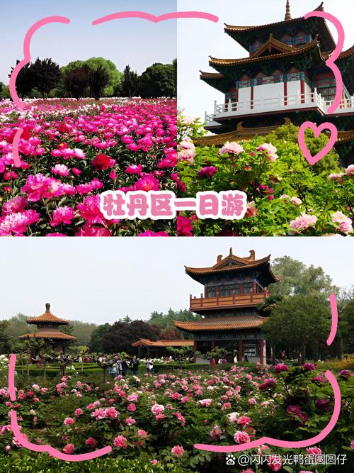 巢湖旅游景点介绍银屏牡丹现在开了吗(巢湖银屏山景点图片)-第2张图片 巢湖旅游景点介绍银屏牡丹现在开了吗(巢湖银屏山景点图片)-第2张图片