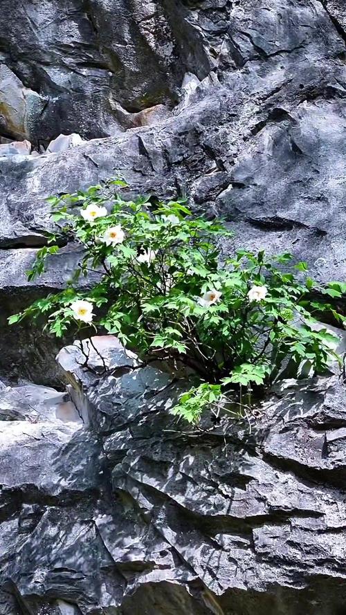 巢湖旅游景点介绍银屏牡丹现在开了吗(巢湖银屏山景点图片)-第3张图片 巢湖旅游景点介绍银屏牡丹现在开了吗(巢湖银屏山景点图片)-第3张图片