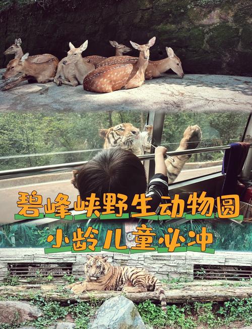 碧峰峡旅游攻略一日游线路,碧峰峡旅游攻略一日游线路怎么走-第3张图片 碧峰峡旅游攻略一日游线路,碧峰峡旅游攻略一日游线路怎么走-第3张图片