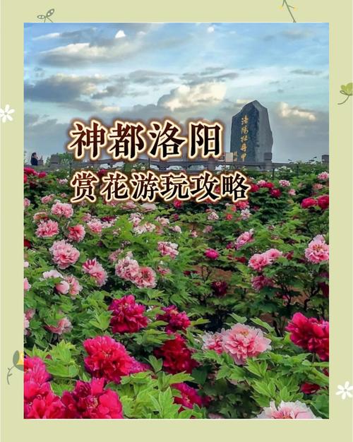 洛阳牡丹旅游攻略大全 - 洛阳牡丹旅游攻略大全图片-第1张图片 洛阳牡丹旅游攻略大全 - 洛阳牡丹旅游攻略大全图片-第1张图片