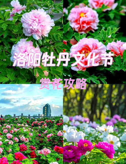 洛阳牡丹旅游攻略大全 - 洛阳牡丹旅游攻略大全图片-第3张图片 洛阳牡丹旅游攻略大全 - 洛阳牡丹旅游攻略大全图片-第3张图片