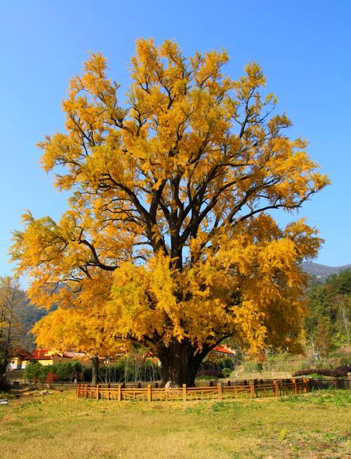 随州旅游景点大全免费(随州 景点)-第2张图片 随州旅游景点大全免费(随州 景点)-第2张图片