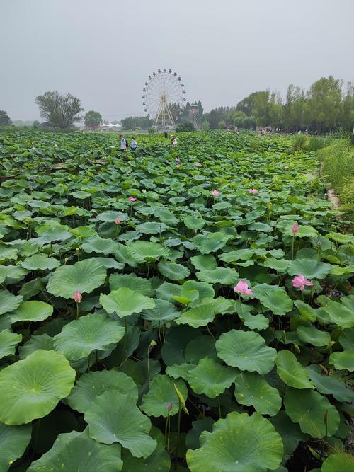 保定白洋淀有什么好玩的地方,保定白洋淀都有什么玩的-第2张图片 保定白洋淀有什么好玩的地方,保定白洋淀都有什么玩的-第2张图片