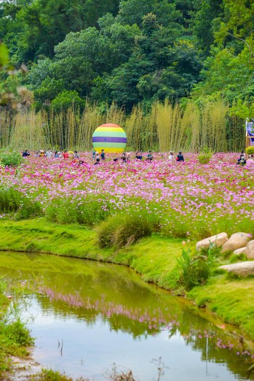 深圳有哪些地方可以看花海 - 深圳看花的地方在哪里2021-第2张图片 深圳有哪些地方可以看花海 - 深圳看花的地方在哪里2021-第2张图片
